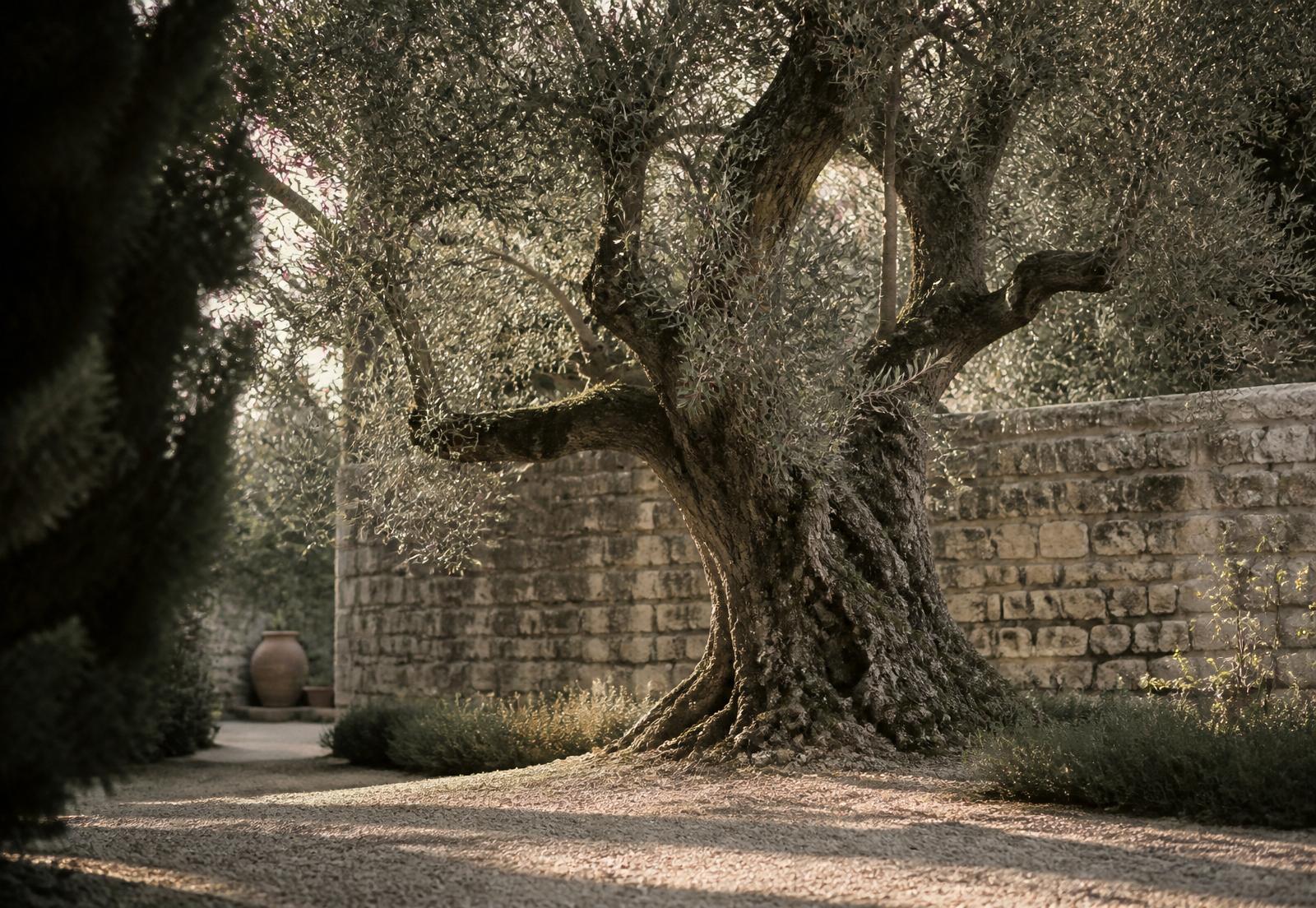 An ancient olive tree in a walled garden — enduring, cared for over decades, softly lit by morning sun.